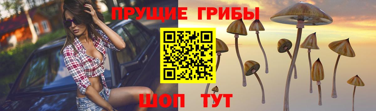 Железноводск  Псилоцибиновые грибы Psilocybe  Вход с VPN 